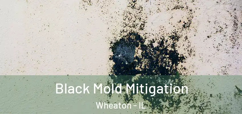  Black Mold Mitigation Wheaton - IL