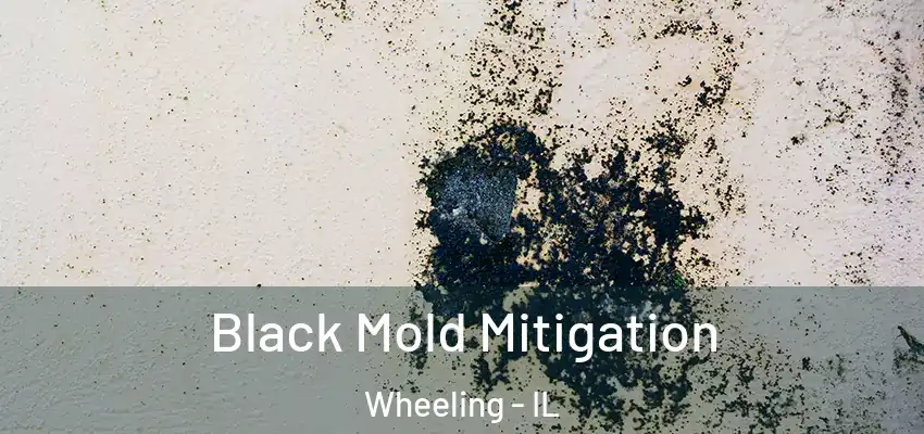  Black Mold Mitigation Wheeling - IL