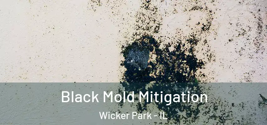  Black Mold Mitigation Wicker Park - IL