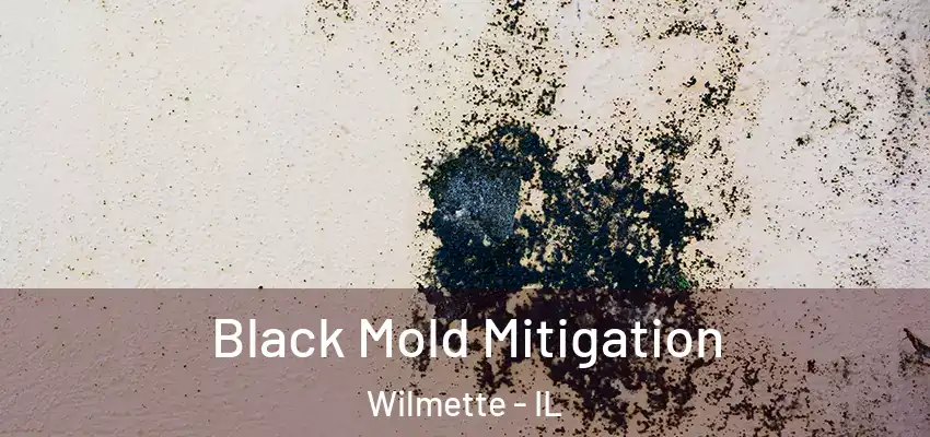Black Mold Mitigation Wilmette - IL