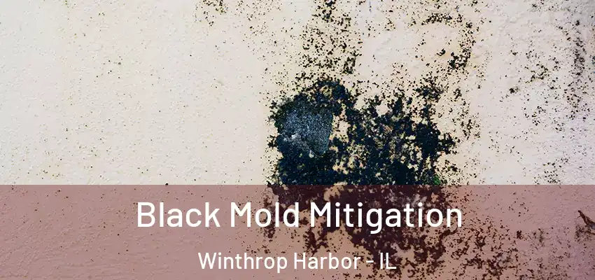 Black Mold Mitigation Winthrop Harbor - IL