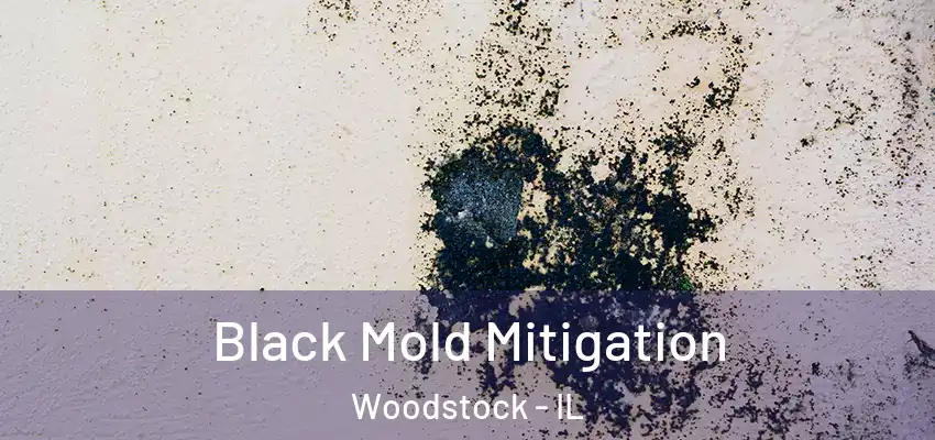 Black Mold Mitigation Woodstock - IL
