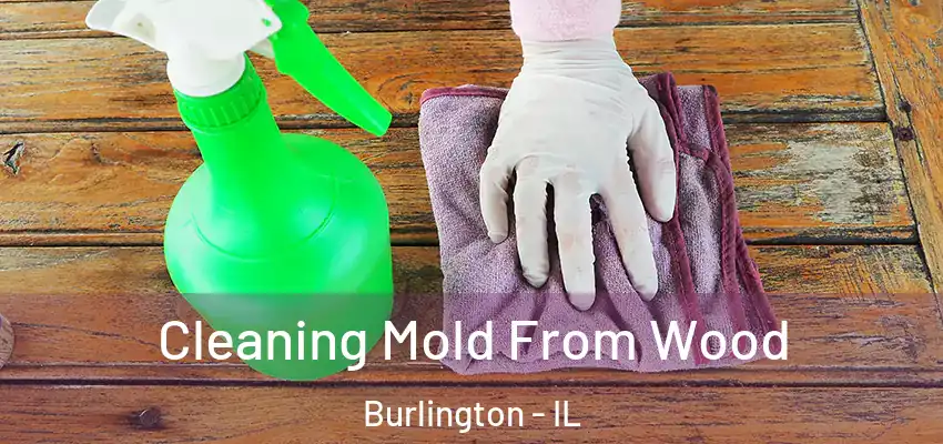  Cleaning Mold From Wood Burlington - IL