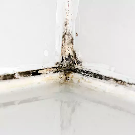 Trusted Black Mold in Shower Experts in Wauconda, IL