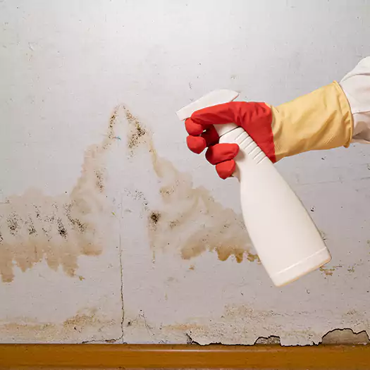 Trusted Black Mold Mitigation Specialists in Wauconda, IL