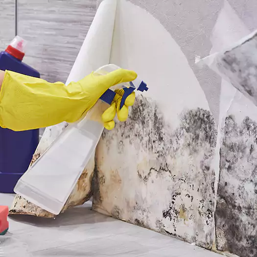 Reliable Mold Abatement Specialists in Wauconda, IL