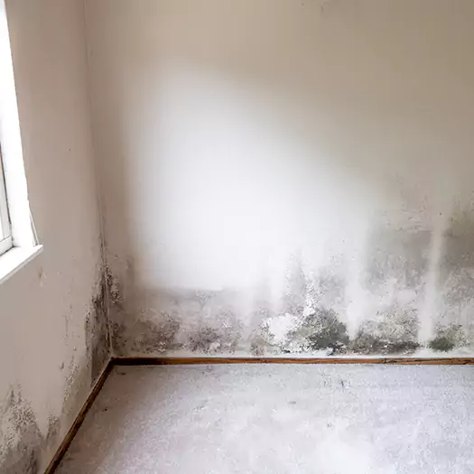 Trusted Mold Cleanup Specialists in Wauconda, IL