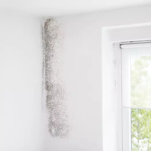 Trusted Mold Eradication Professionals Serving in Wauconda, IL