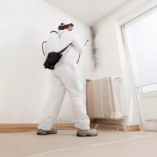 Experienced Mold & Mildew Specialists in Wauconda, IL