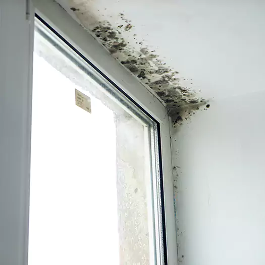 Experienced Mold Mitigation Specialists in Wauconda, IL
