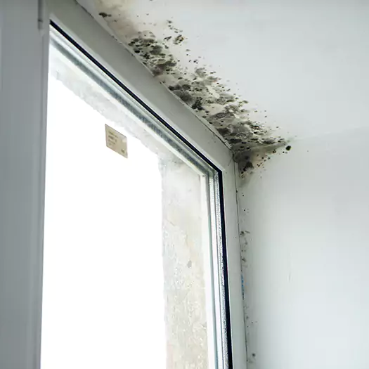 Trusted Mold on Bathroom Ceiling Experts in Wauconda, IL