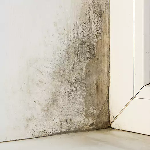 Skilled Mold on Drywall Experts in Wauconda, IL