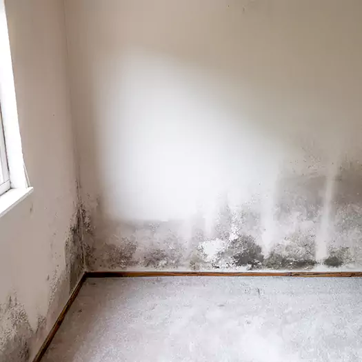 Trusted Mold on the Wall Experts in Wauconda, IL