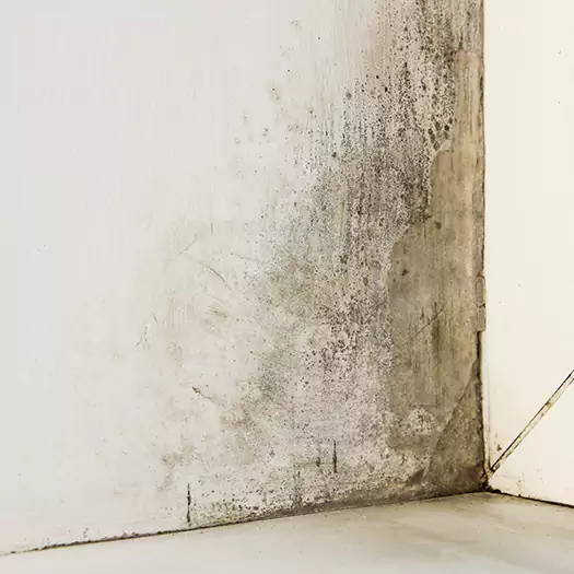 #1 Mold Remediation and Removal Experts in Wauconda, IL