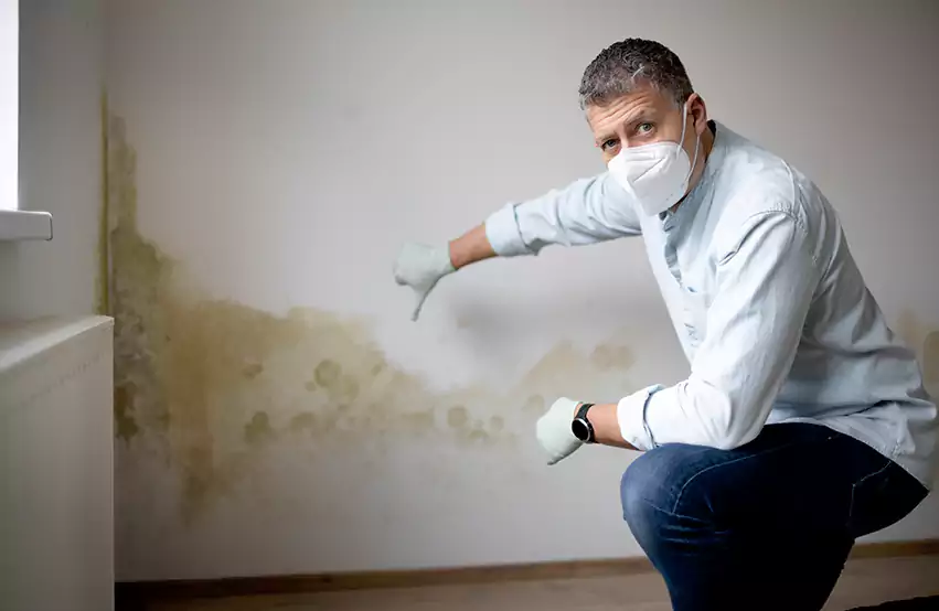 Mold Removal in Algonquin, IL