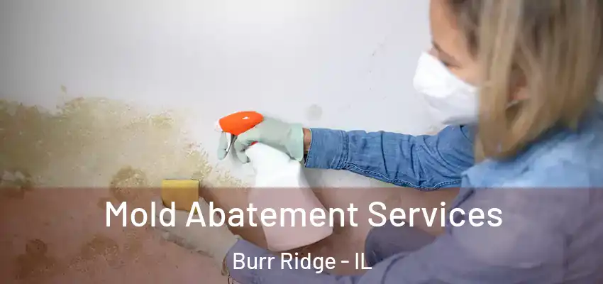  Mold Abatement Services Burr Ridge - IL
