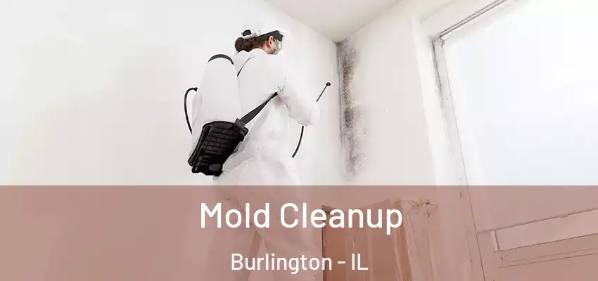  Mold Cleanup Burlington - IL