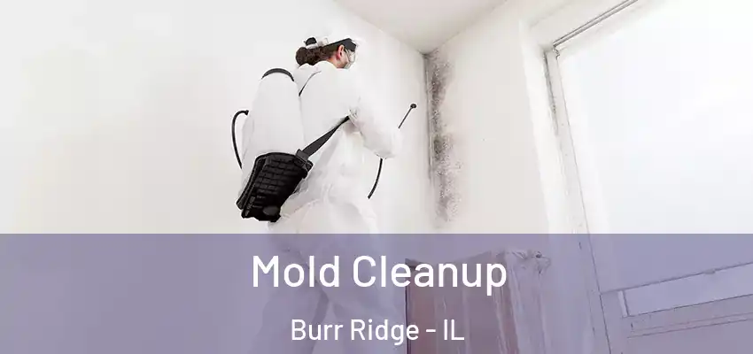  Mold Cleanup Burr Ridge - IL