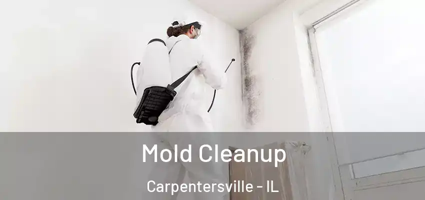  Mold Cleanup Carpentersville - IL