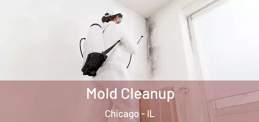  Mold Cleanup Chicago - IL