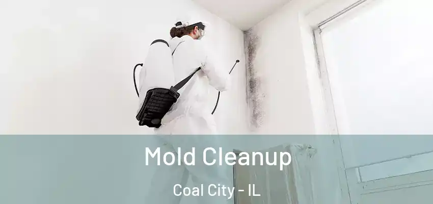 Mold Cleanup Coal City - IL