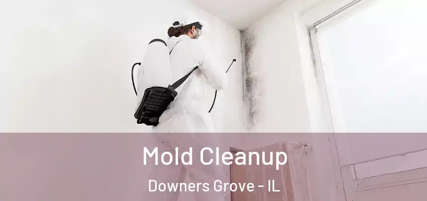  Mold Cleanup Downers Grove - IL