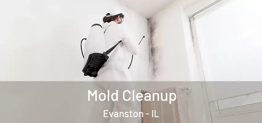  Mold Cleanup Evanston - IL