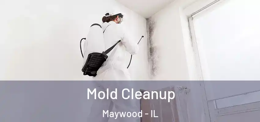 Mold Cleanup Maywood - IL