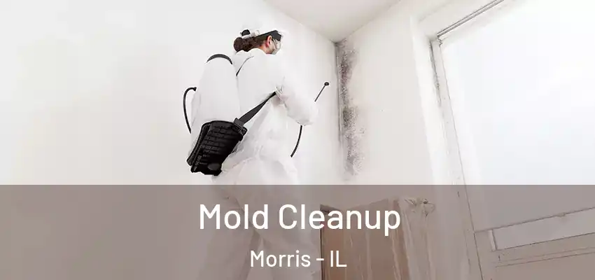  Mold Cleanup Morris - IL