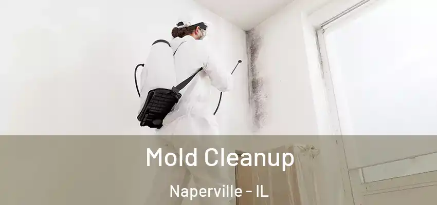  Mold Cleanup Naperville - IL