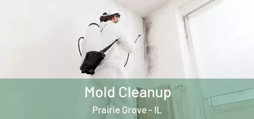 Mold Cleanup Prairie Grove - IL