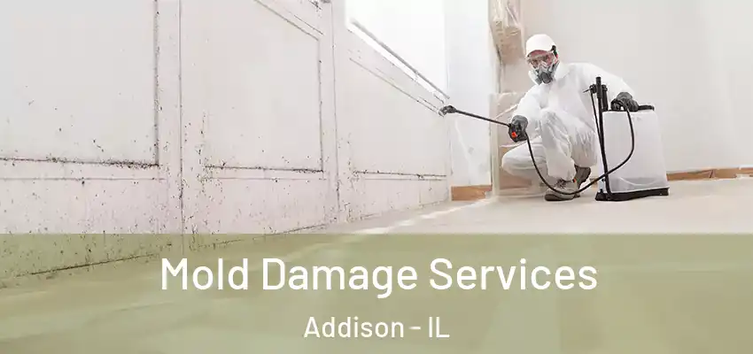  Mold Damage Services Addison - IL