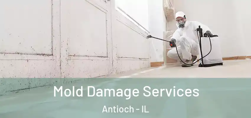  Mold Damage Services Antioch - IL