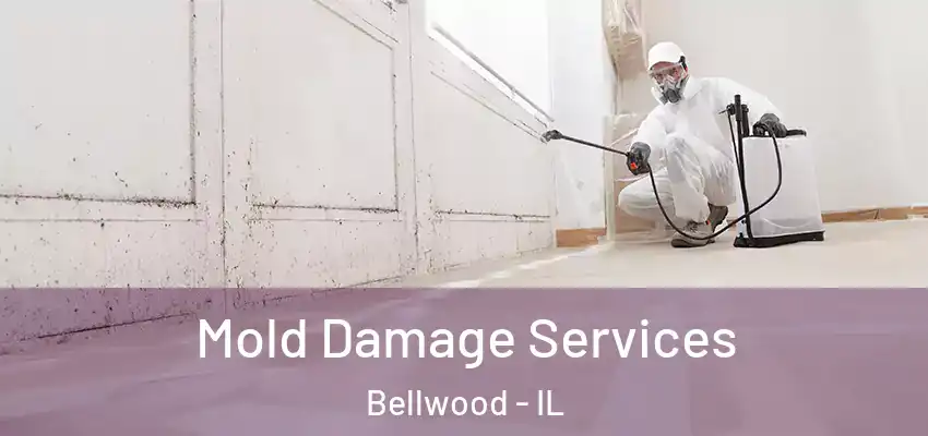  Mold Damage Services Bellwood - IL