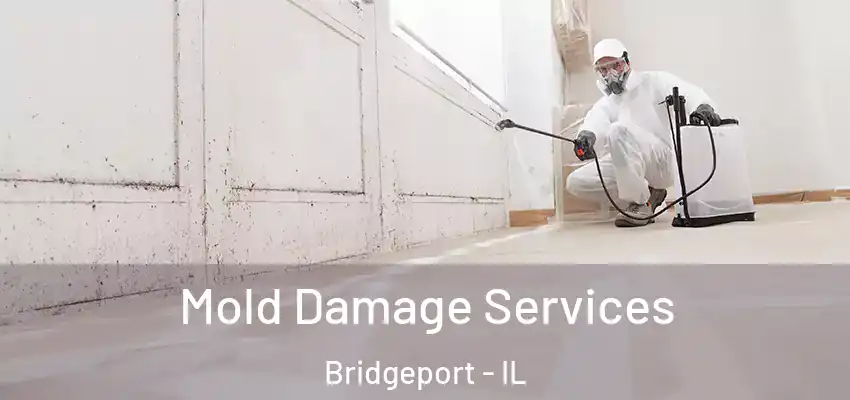  Mold Damage Services Bridgeport - IL