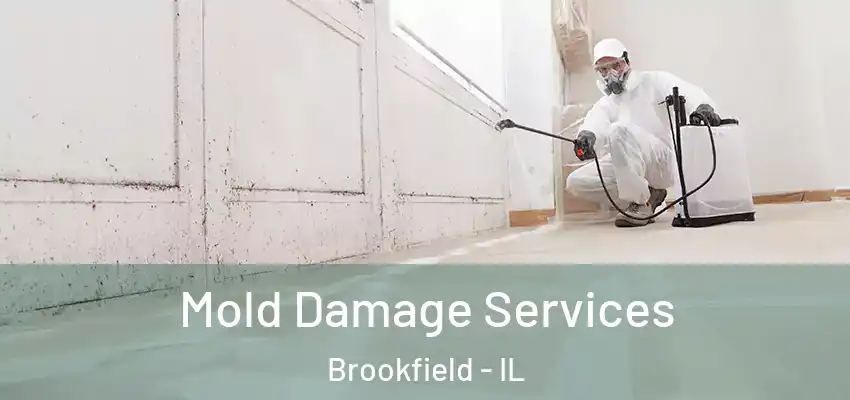  Mold Damage Services Brookfield - IL