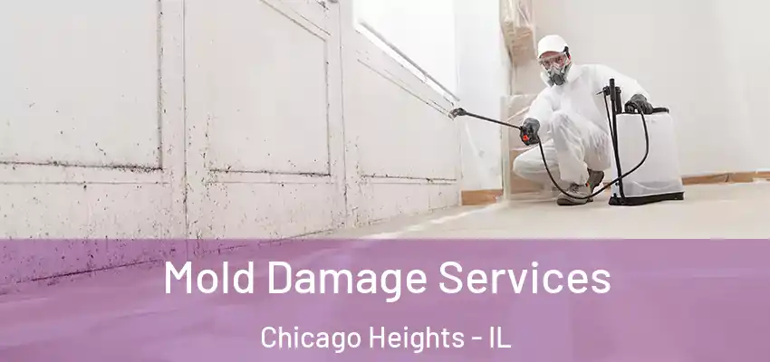 Mold Damage Services Chicago Heights - IL