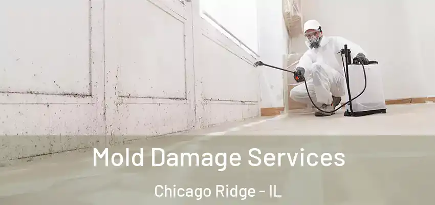 Mold Damage Services Chicago Ridge - IL