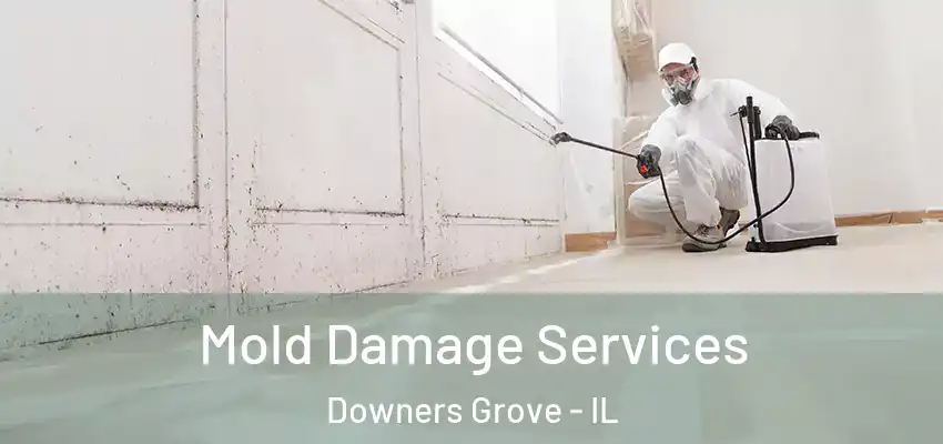 Mold Damage Services Downers Grove - IL