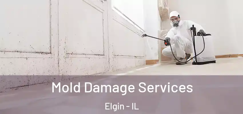  Mold Damage Services Elgin - IL