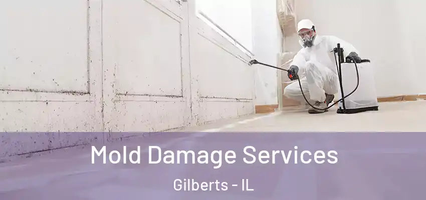  Mold Damage Services Gilberts - IL
