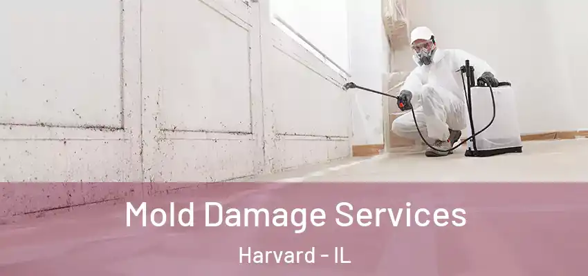  Mold Damage Services Harvard - IL