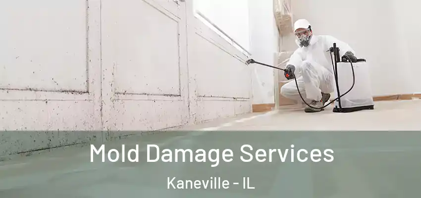  Mold Damage Services Kaneville - IL