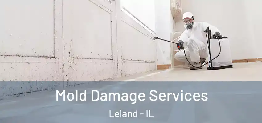 Mold Damage Services Leland - IL