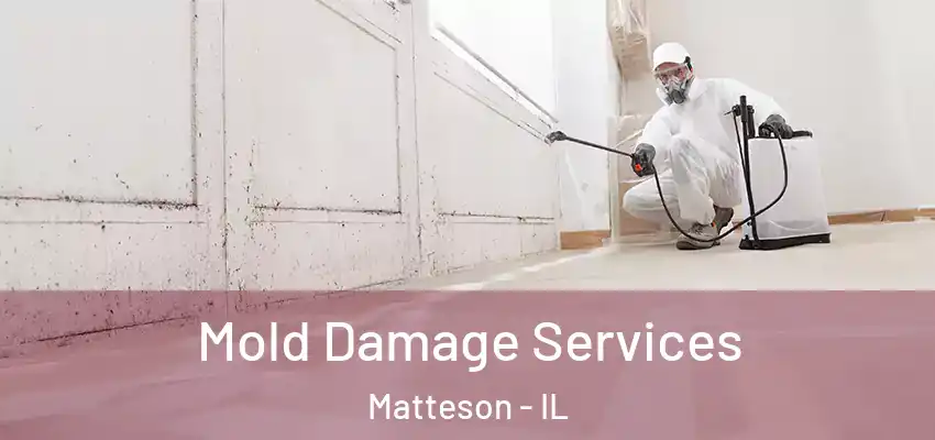  Mold Damage Services Matteson - IL