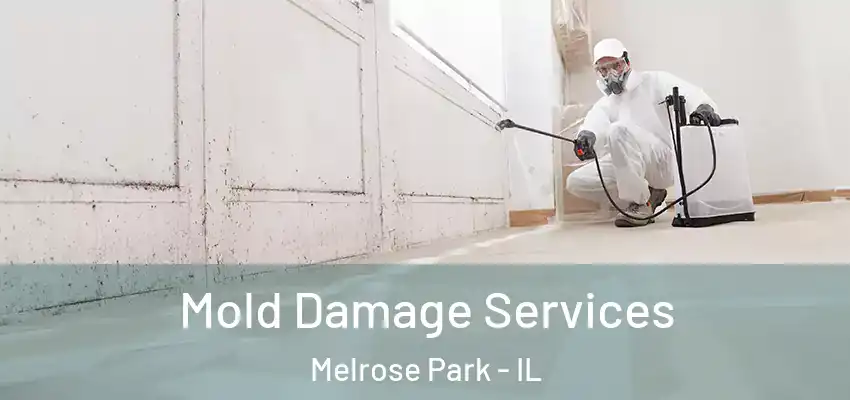 Mold Damage Services Melrose Park - IL