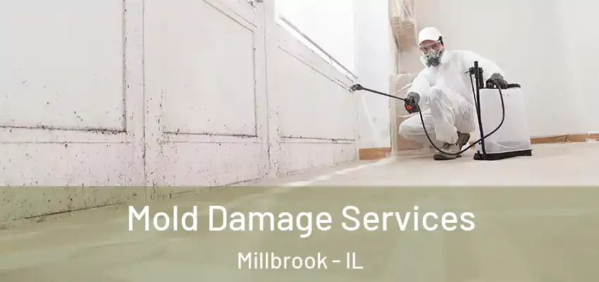  Mold Damage Services Millbrook - IL