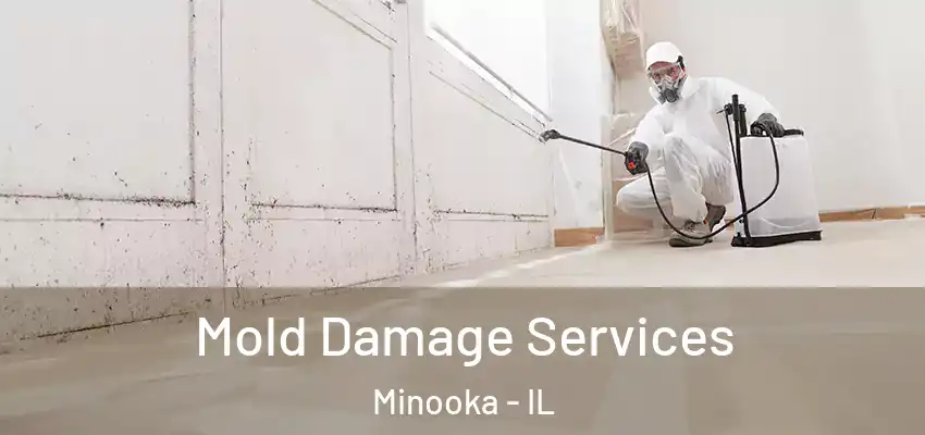  Mold Damage Services Minooka - IL