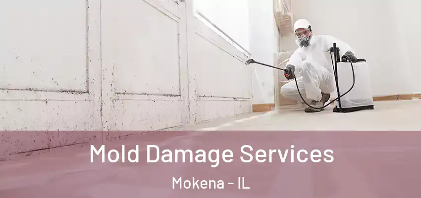  Mold Damage Services Mokena - IL