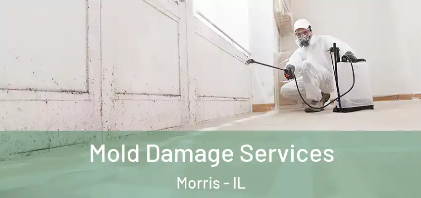  Mold Damage Services Morris - IL